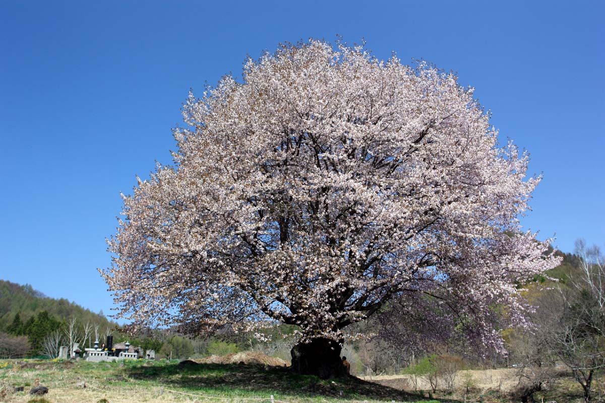 天王桜