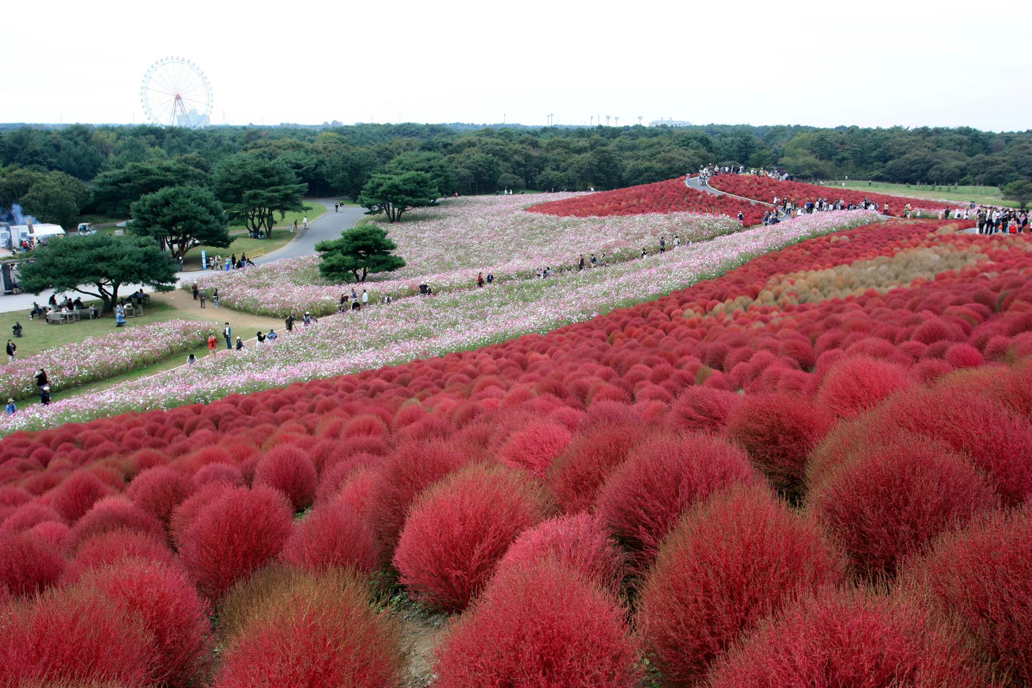 20101024_HitachiSeasidePark_4049.jpg