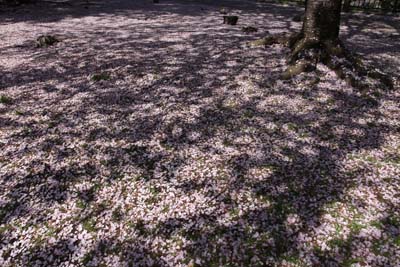 20120415_Iidabashi_SotoboriPark_0201s.jpg